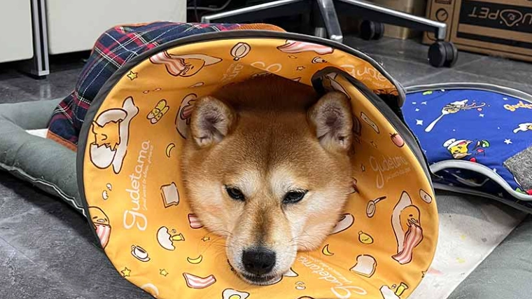 母犬結紮手術時機