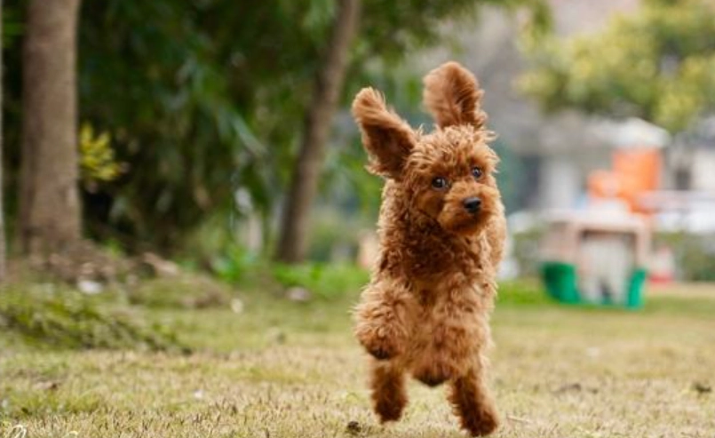 延長貴賓狗壽命