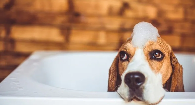 狗狗拔牙後洗澡