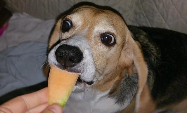 狗狗吃哈密瓜好處
