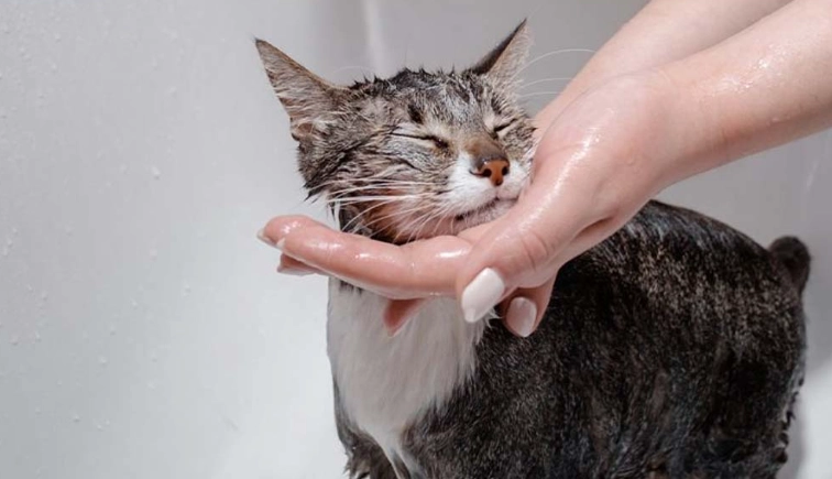 猫咪洗澡注意事项