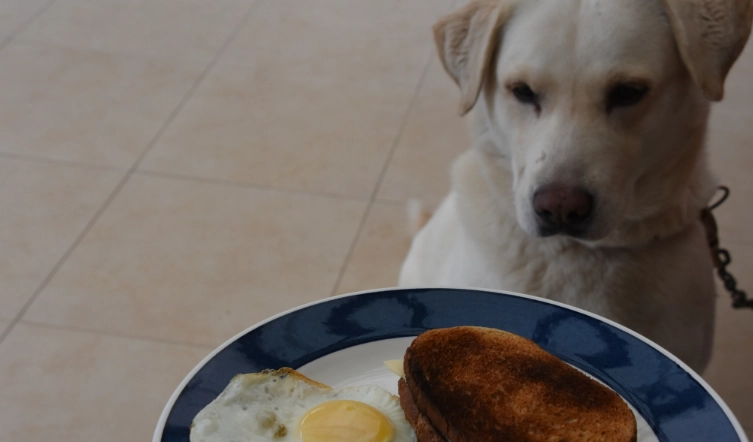 狗狗吃煎蛋安全嗎