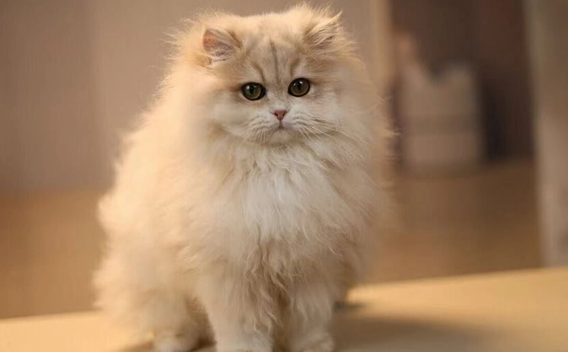 短腿猫遗传疾病