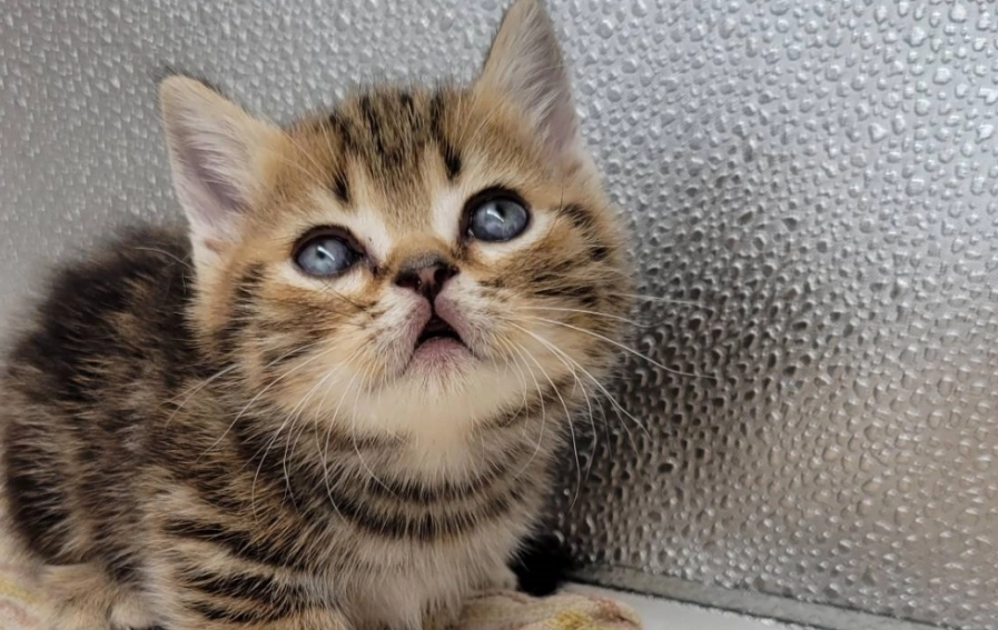 曼赤肯短腿貓認養