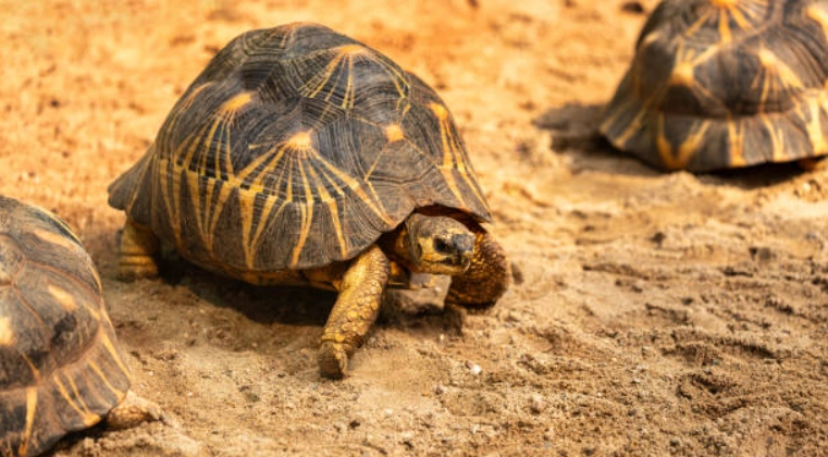 赫曼龜品種比較