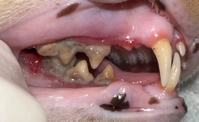 貓口炎治療花費