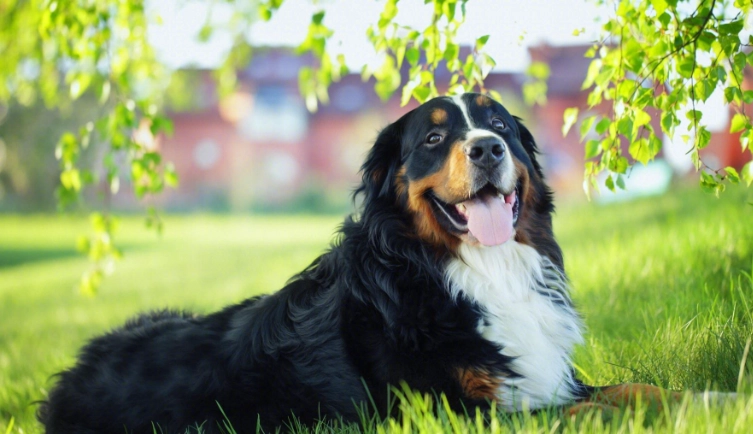 狗为什么寿命短