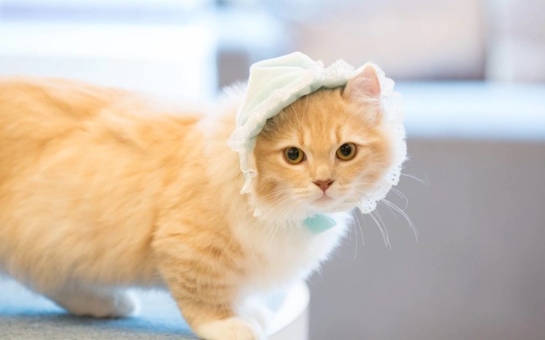 短腿猫遗传疾病