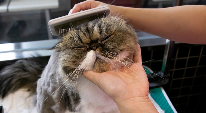 貓掉毛解決方案