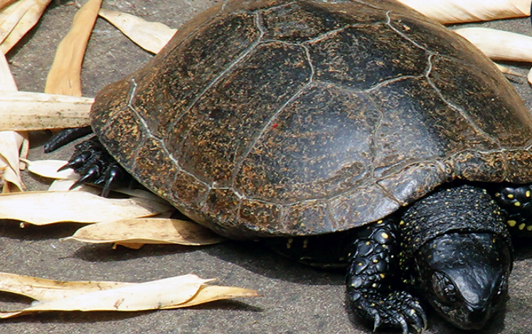 澤龜壽命影響因素