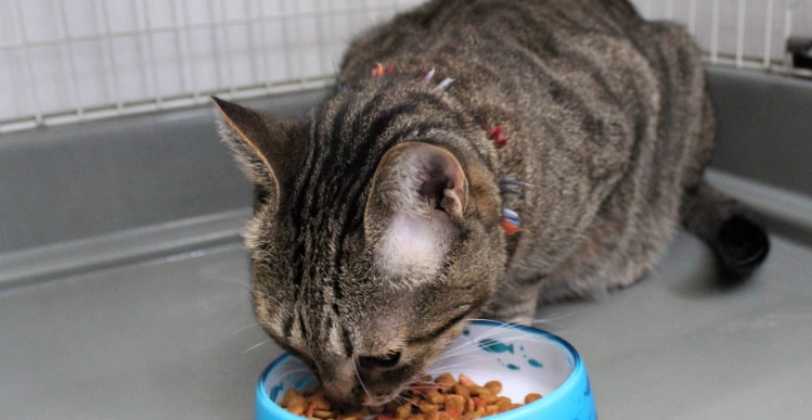 貓結紮後餵食指南