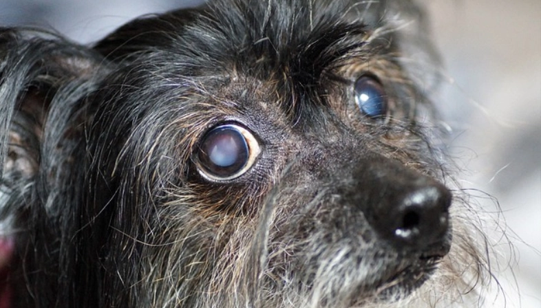 白內障手術費用