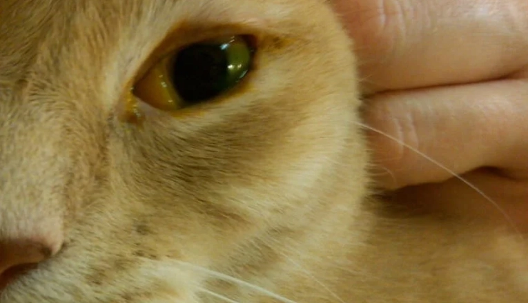 貓咪單眼流淚
