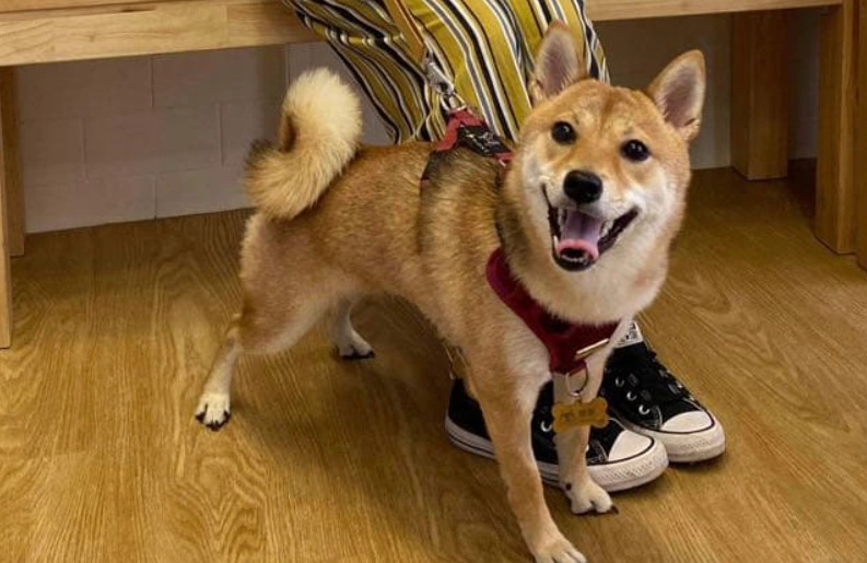 狗狗結紮行為變化