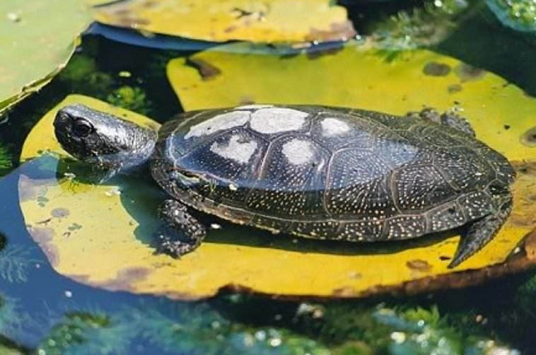 澤龜壽命影響因素