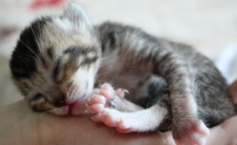 新生幼貓照顧