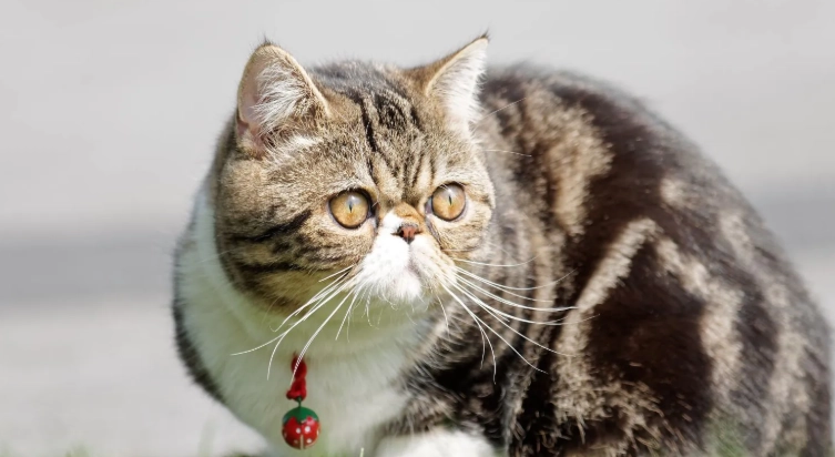 扁鼻貓健康問題