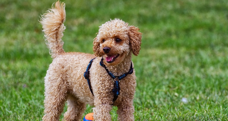 貴賓狗平均壽命
