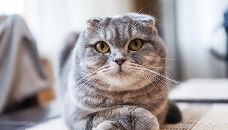 外國貓品種介紹