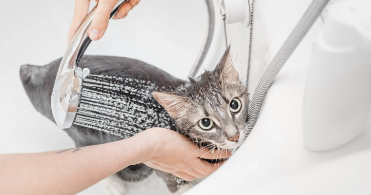 猫咪洗澡注意事项