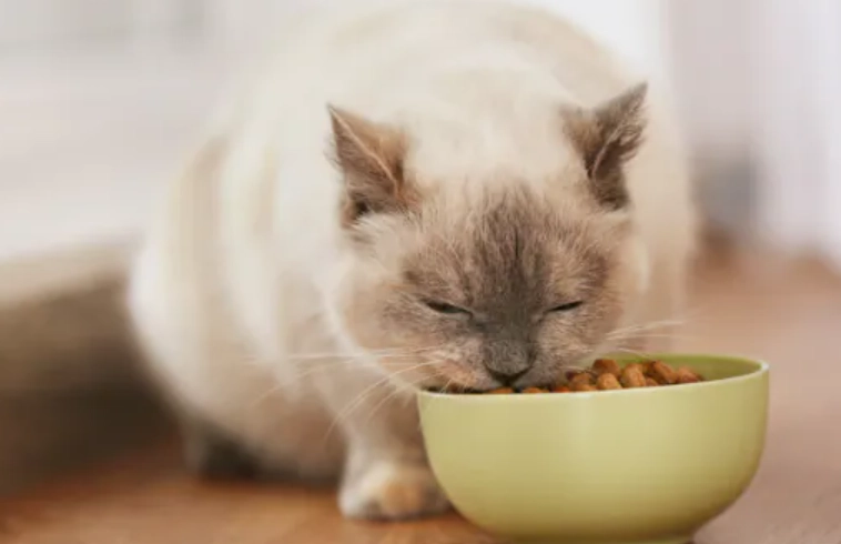 貓咪拉肚子飲食