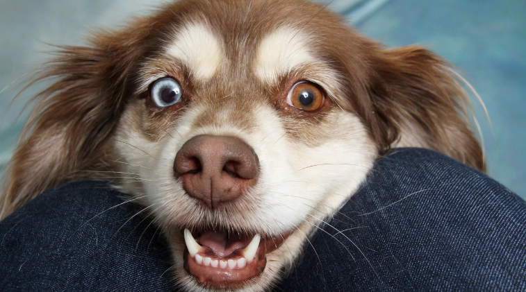 狗狗嘴巴開合原因