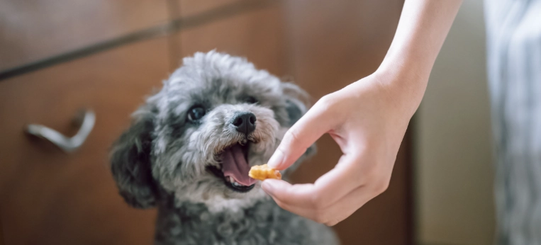 狗零食健康影響
