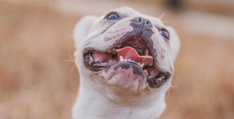 狗狗嘴巴開合原因