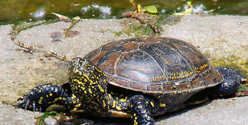 歐洲澤龜飼養