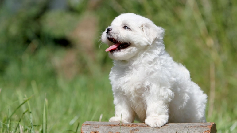 迷你瑪爾濟斯平均壽命