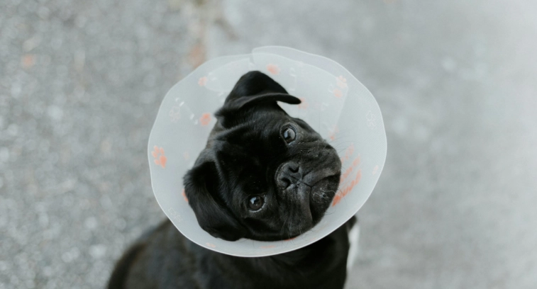 狗狗結紮最佳年齡