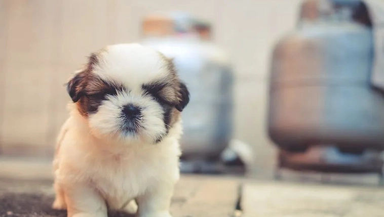 狗为什么寿命短