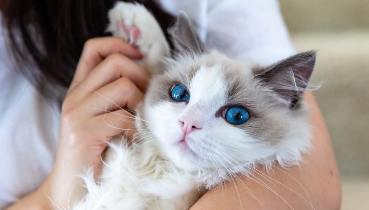 如何選擇貓品種