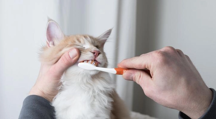 貓口炎手術費用