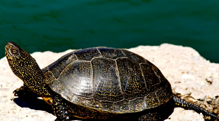歐洲澤龜飼養