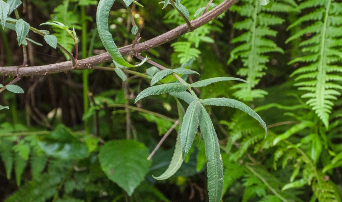 萬壽菊葉子使用方法