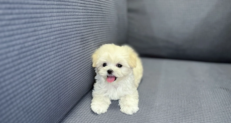 延長迷你瑪爾濟斯壽命