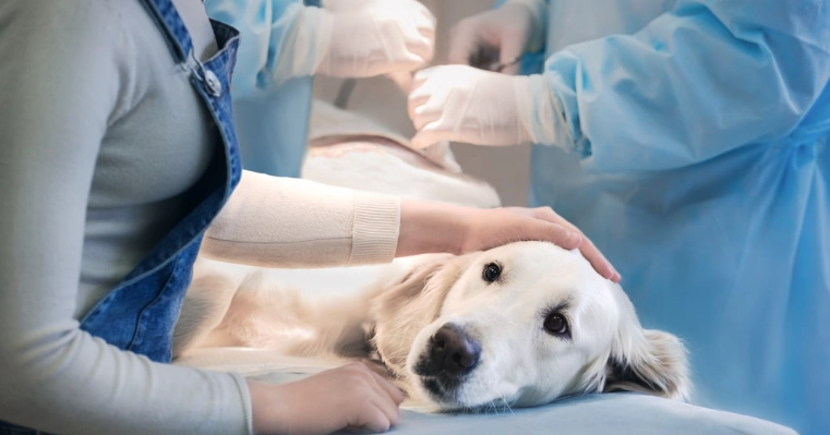 母犬結紮注意事項