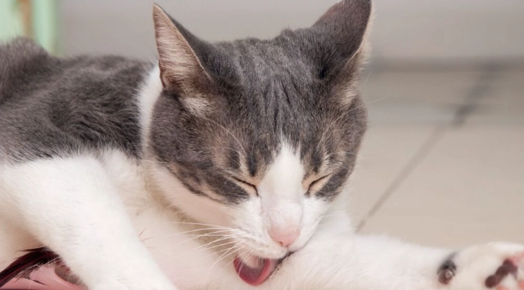 貓皮膚癬為什麼