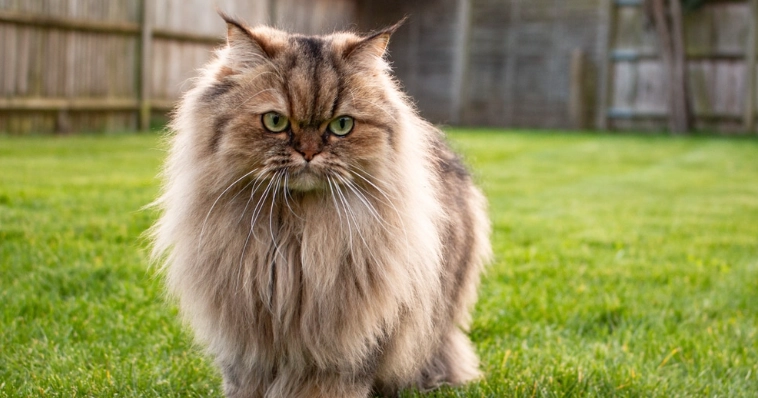 扁鼻貓健康問題