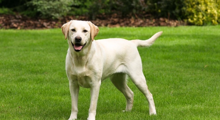 拉布拉多犬適合家庭嗎