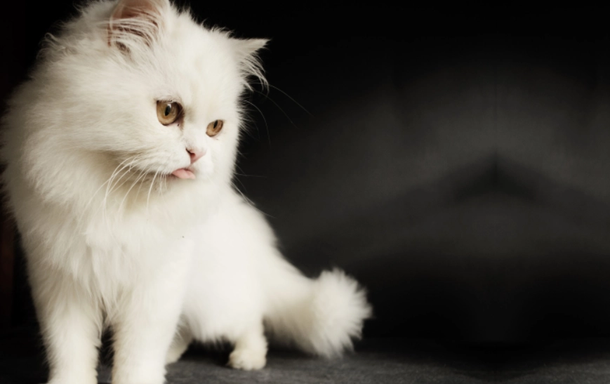 長毛貓品種介紹