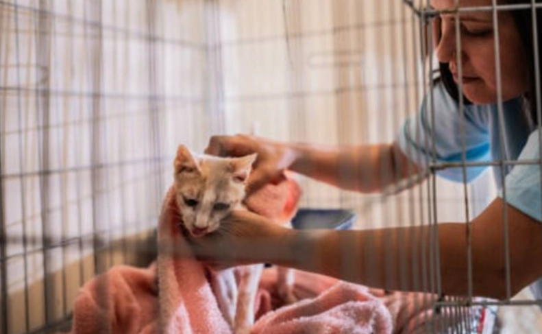 幫助流浪貓技巧