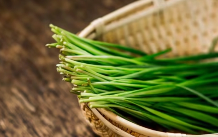韭菜副作用