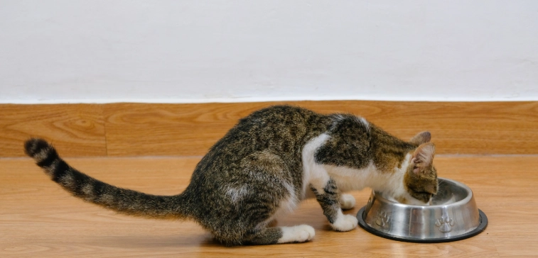 貓咪結紮後進食時間