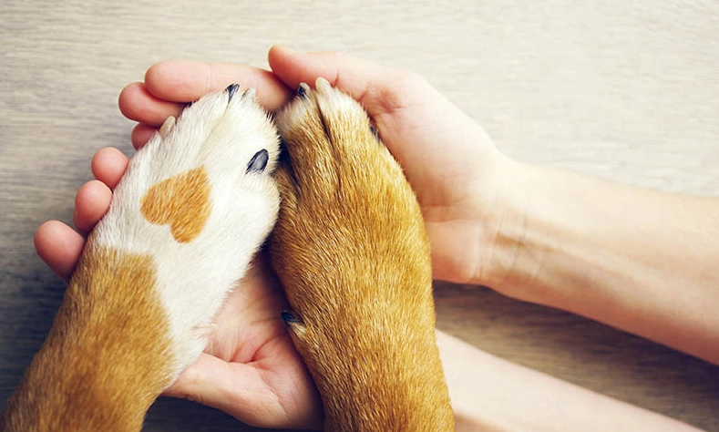 狗狗去世後觸摸