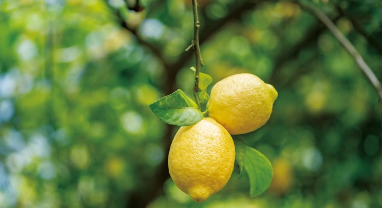 檸檬妙用