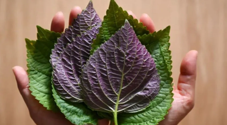 紫蘇葉泡茶做法