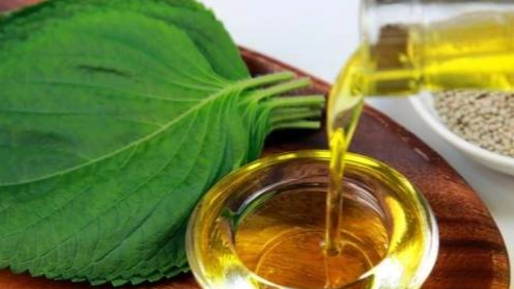 紫蘇油安全使用