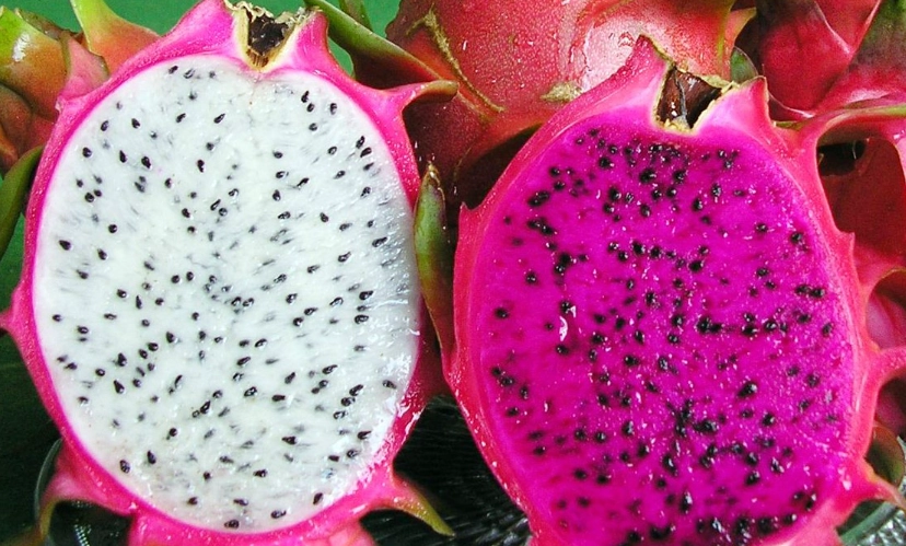 火龍果食用時間